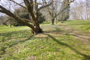 Frühling 2015 - Lerchensporn im Park (bei Corylus x colurnoides)